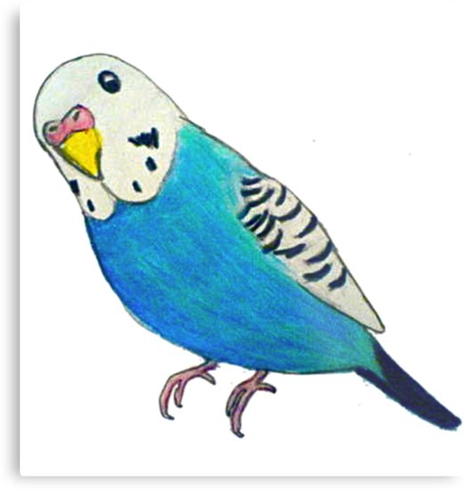 524x550 parakeet drawing metal print - Parakeet Drawing