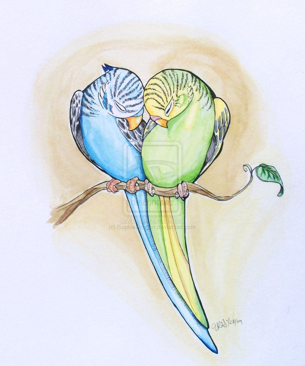 1024x1228 parakeet heart - Parakeet Drawing