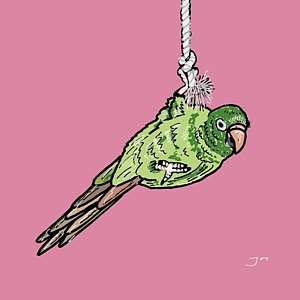 300x300 parakeets drawings fine art america - Parakeet Drawing
