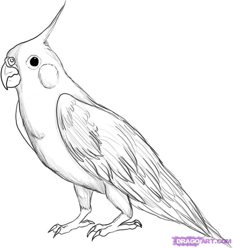 757x807 How To Draw A Bird Step - Parrot Bird Drawing