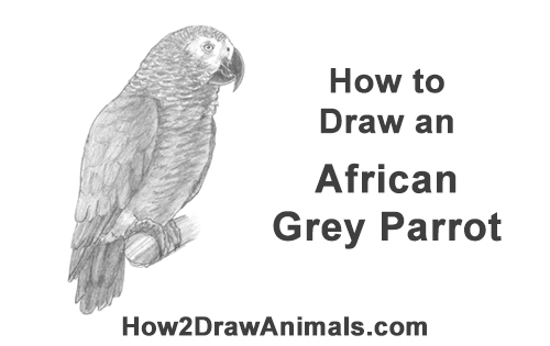 500x315 how to draw an african grey parrot video step - Parrot Bird Drawing