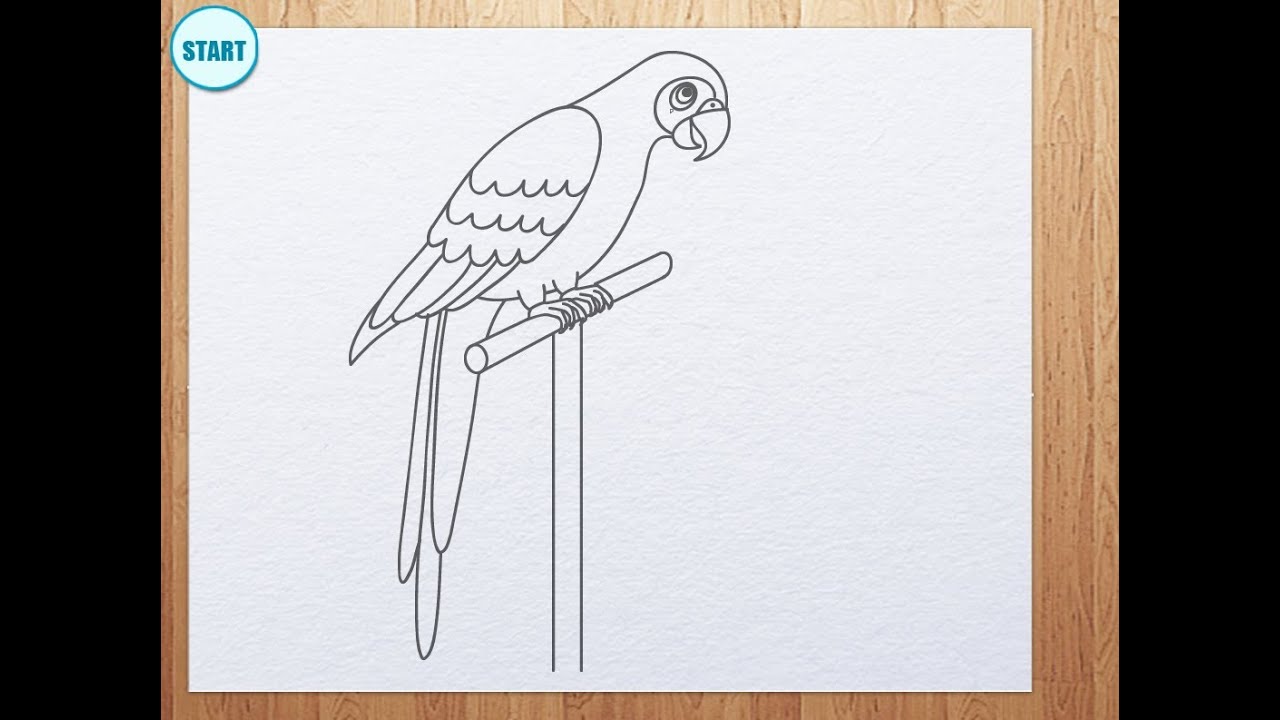 1280x720 How To Draw Parrot - Parrot Bird Drawing