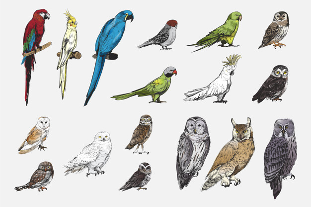 626x416 Illustration Drawing Style Of Parrot Birds Collection Vector - Parrot Bird Drawing