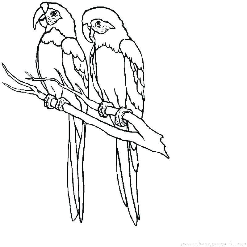 800x798 bird coloring book pages parrot outline hummingbird birds design - Parrot Bird Drawing
