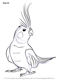 236x332 steps to draw a parrot how to draw a parrot - Parrot Bird Drawing