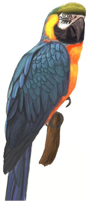 300x686 How To Draw A Parrot - Parrot Drawing