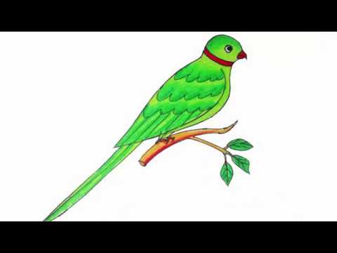 480x360 How To Draw A Parrot Step - Parrot Drawing