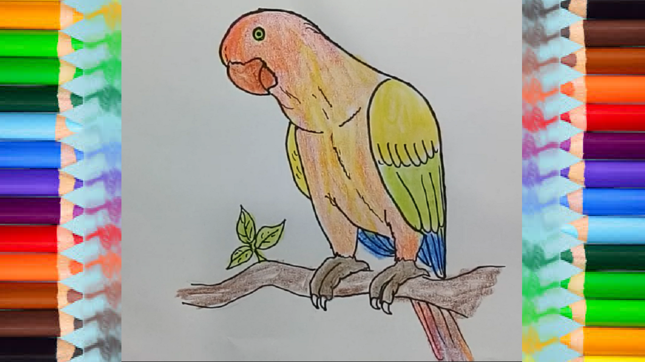 1280x720 How To Draw A Parrot And Coloring Pages - Parrot Drawing