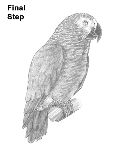 386x500 How To Draw An African Grey Parrot Video Step - Parrot Drawing