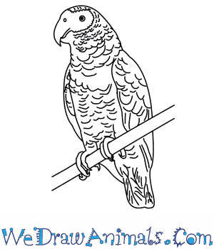 300x350 How To Draw An African Grey Parrot - Parrot Drawing