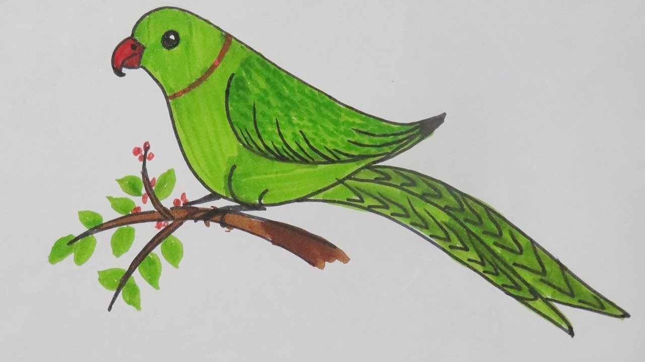 1280x720 How To Draw Smiling Parrot - Parrot Drawing