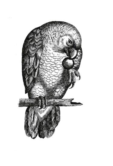 375x549 African Parrot Drawing - Parrot Drawing