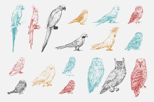 626x416 Illustration Drawing Style Of Parrot Birds Collection Vector - Parrot Drawing