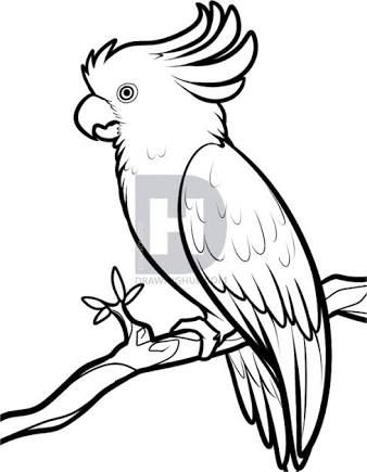 338x435 Image Result For Parrot Drawing Artistic Inspiration Bird - Parrot Drawing