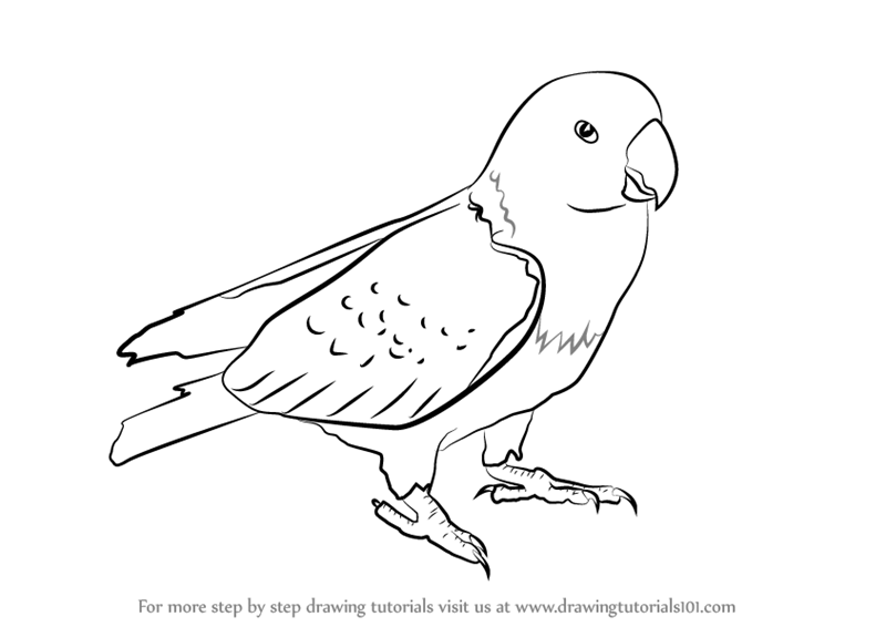 800x566 Learn How To Draw Red Parrot - Parrot Drawing