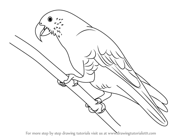 800x566 Learn How To Draw A Kaka - Parrot Drawing