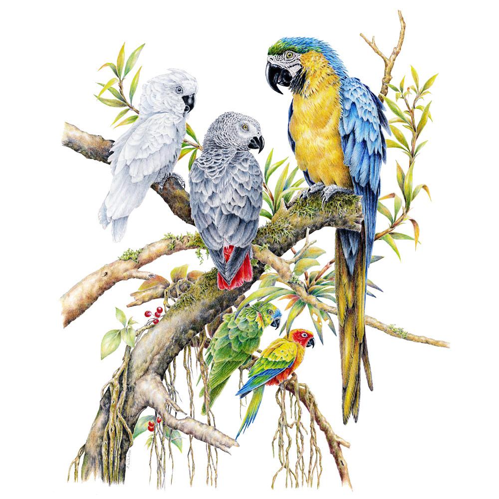 1000x1000 Parrot Grouping - Parrot Drawing