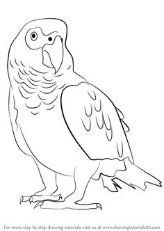 236x332 steps to draw a parrot how to draw a parrot - Parrot Drawing