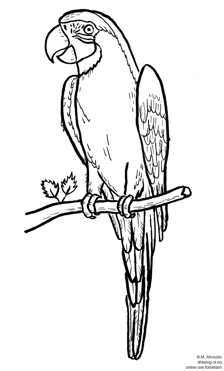 787x1300 Drawing Of Parrot Drawing Of Eu - Parrot Drawing