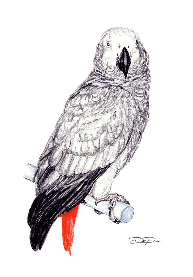 629x900 Congo African Grey Parrot Drawing - Parrot Drawing