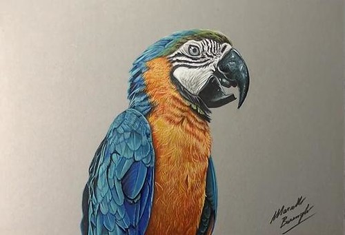500x341 Drawing A Realistic Parrot Science - Parrot Drawing