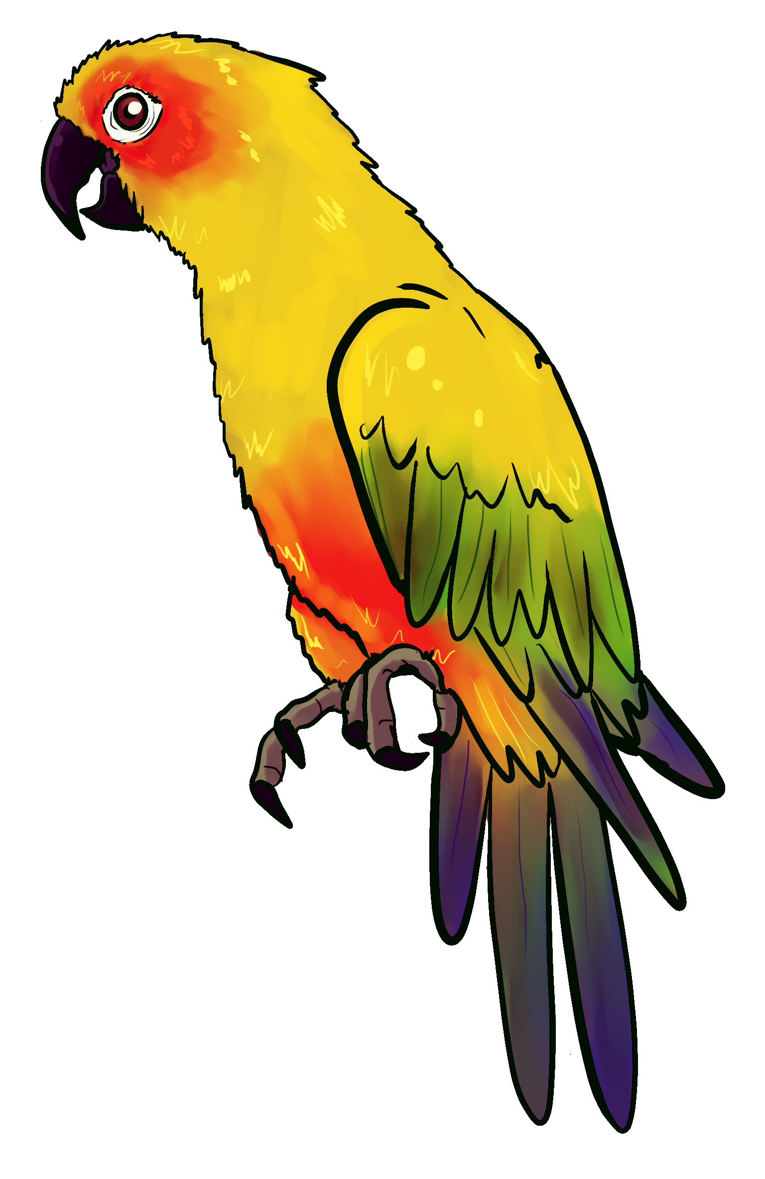 1536x2368 Drawing Of An Yellow Parrot Free Image - Parrot Drawing
