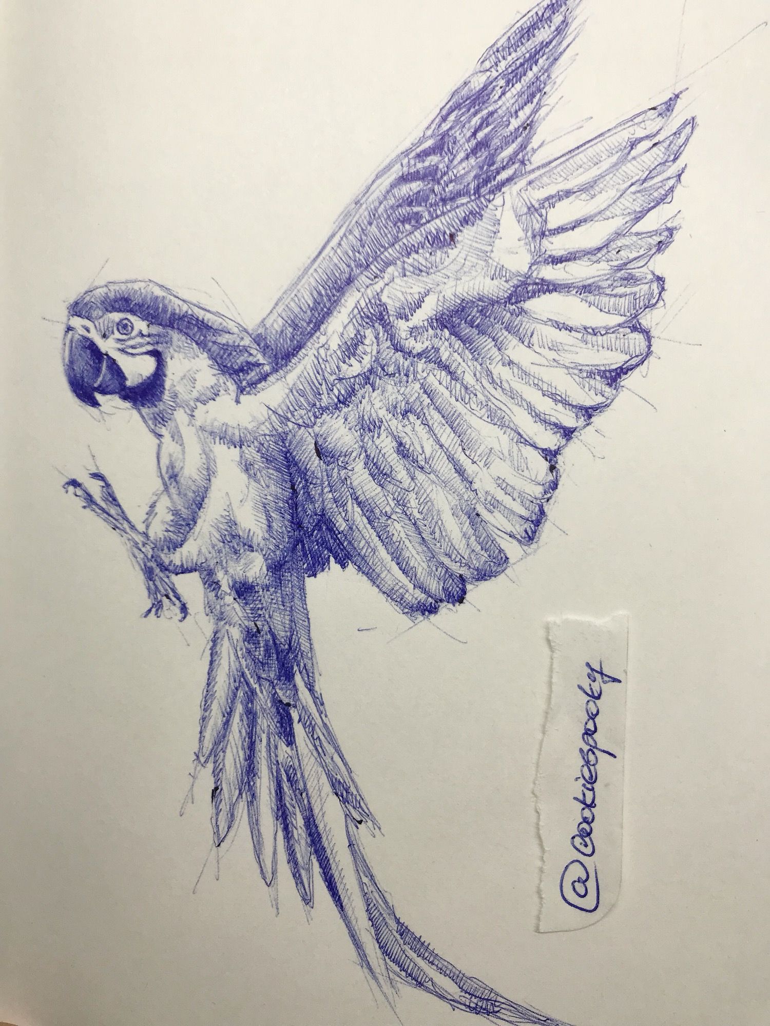 1500x2000 drawitbetter contest - Parrot Drawing