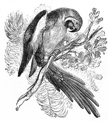 435x489 Filescreaming Parrot Drawing - Parrot Drawing