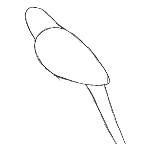 615x600 How To Draw A Parrot - Parrot Drawing Easy