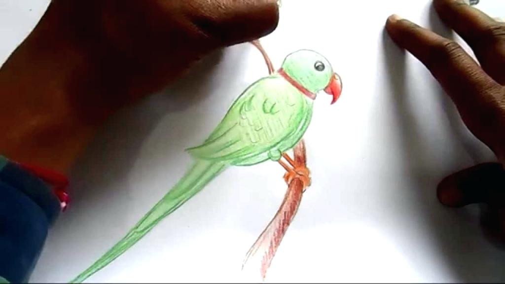 1024x576 How To Draw A Parrot Step - Parrot Drawing Easy