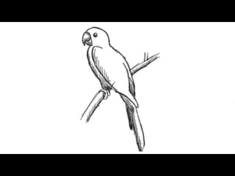 480x360 How To Draw A Parrot Drawing Cartoon Illustration Line Art Shading - Parrot Drawing Easy