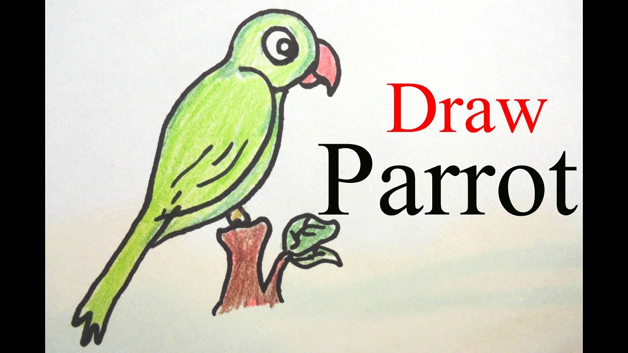 1280x720 How To Draw Parrot Color Pencil Step - Parrot Drawing Easy