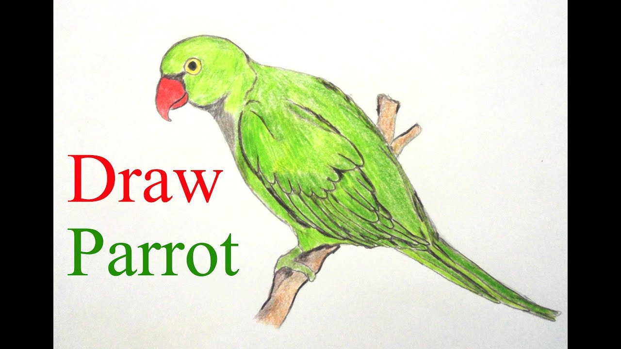 1280x720 Parrot Drawing - Parrot Drawing Easy
