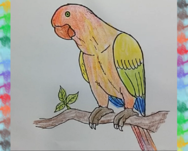 370x297 Draw A Parrot And Colour Archives - Parrot Drawing Easy