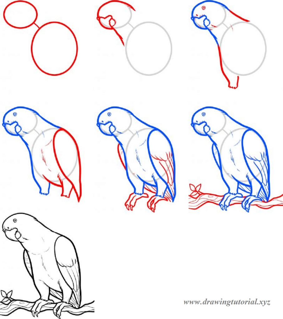 907x1024 Easy Step Drawing Parrot - Parrot Drawing Easy