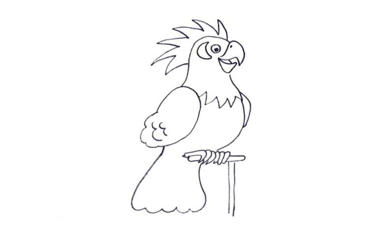 800x480 How To Draw A Parrot - Parrot Drawing Images