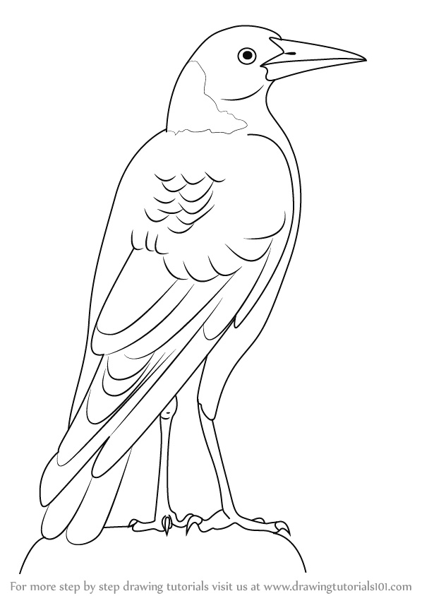 598x844 How To Draw A Parrot Easy Learn How To Draw An Australian Magpie - Parrot Drawing Images