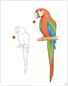 236x298 How To Draw A Parrot Step - Parrot Drawing Images