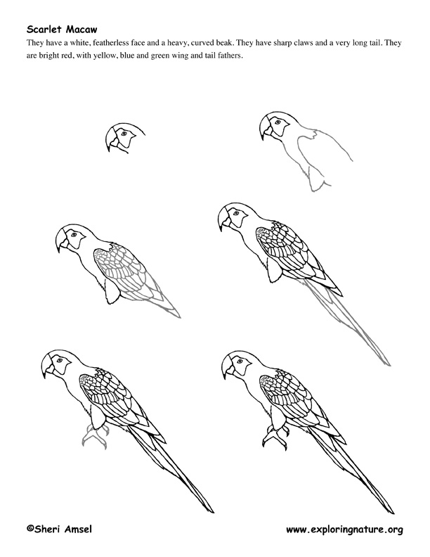 612x792 macaw - Parrot Drawing Images