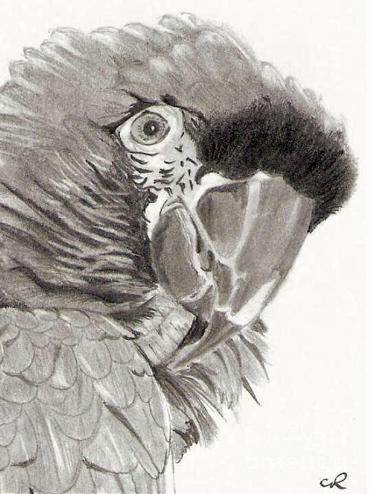 540x720 Parrot Pencil Drawing Drawing - Parrot Drawing Images