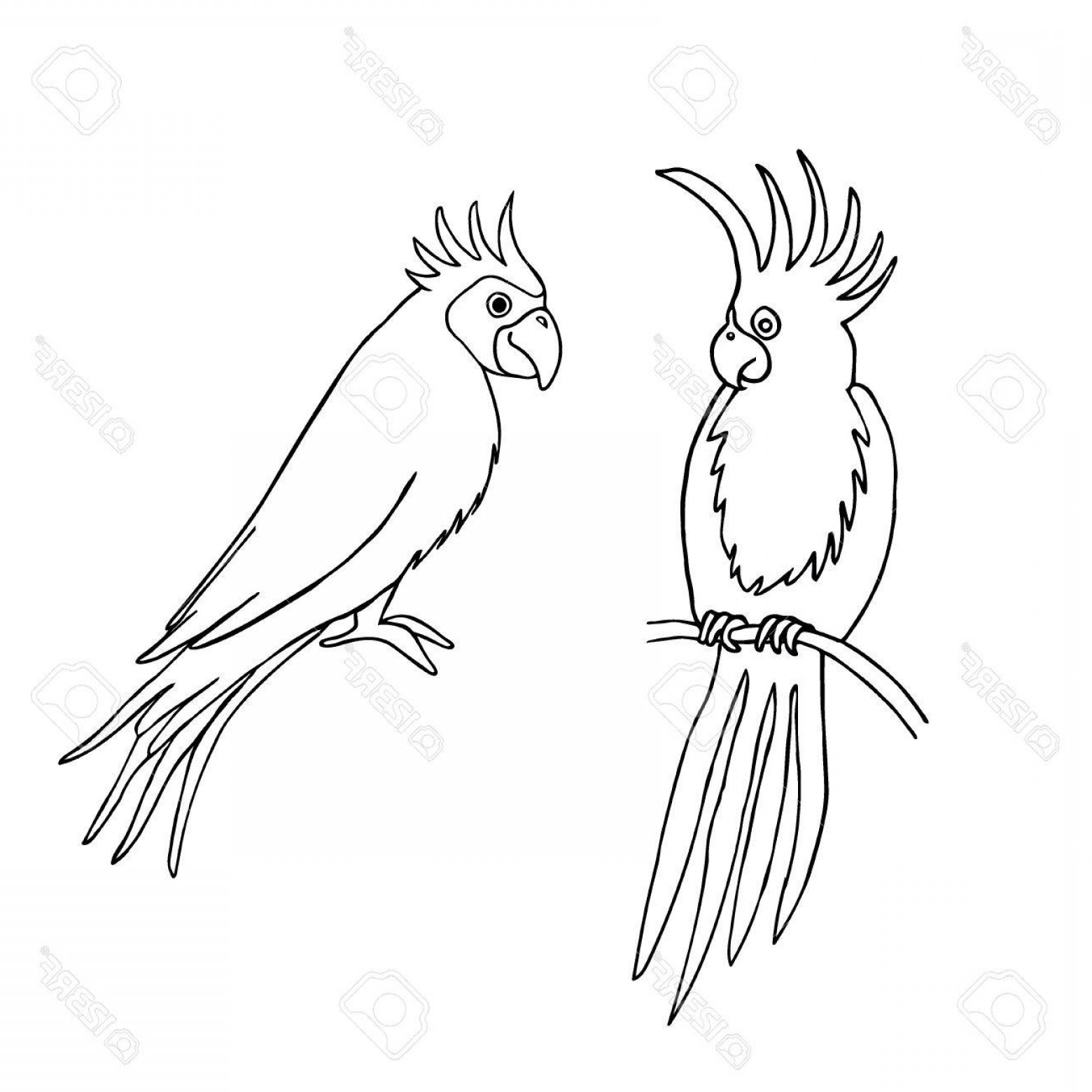 1560x1560 Photostock Vector Vector Illustration Of Parrot Outline Based - Parrot Drawing Images