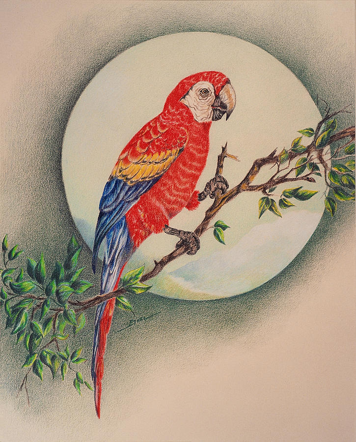 725x900 Red Parrot Drawing - Parrot Drawing Images