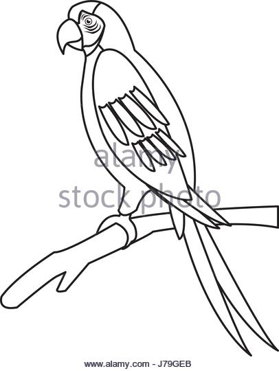 406x540 merry outline of a parrot stock photos images alamy macaw branch - Parrot Drawing Outline