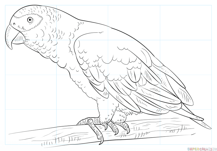822x575 parrot drawing african grey parrot for free download - Parrot Drawing Outline