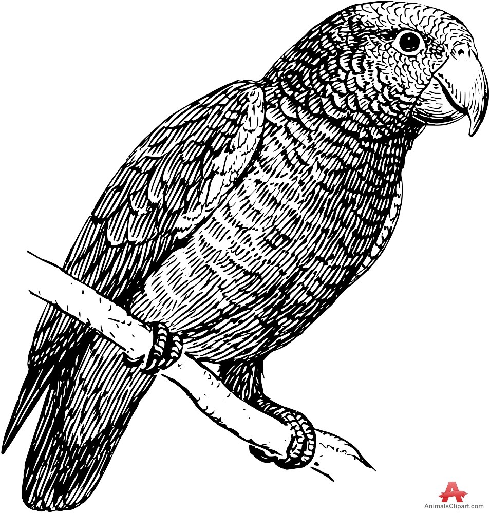 954x999 Parrot Drawing Outline - Parrot Drawing Outline