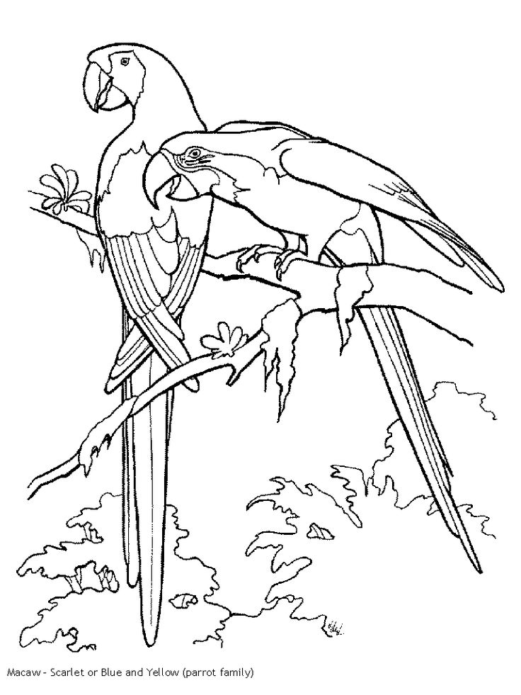 736x981 Parrot Outline - Parrot Drawing Outline