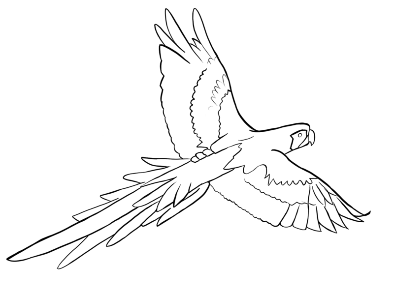 800x600 Parrot Outline - Parrot Drawing Outline