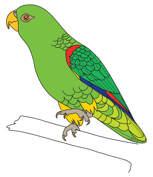 520x600 Pencil Sketches And Drawings How To Draw A Parrot - Parrot Drawing Outline