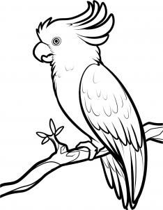 234x302 how to draw a cockatoo step australia art ideas bird - Parrot Drawing Outline