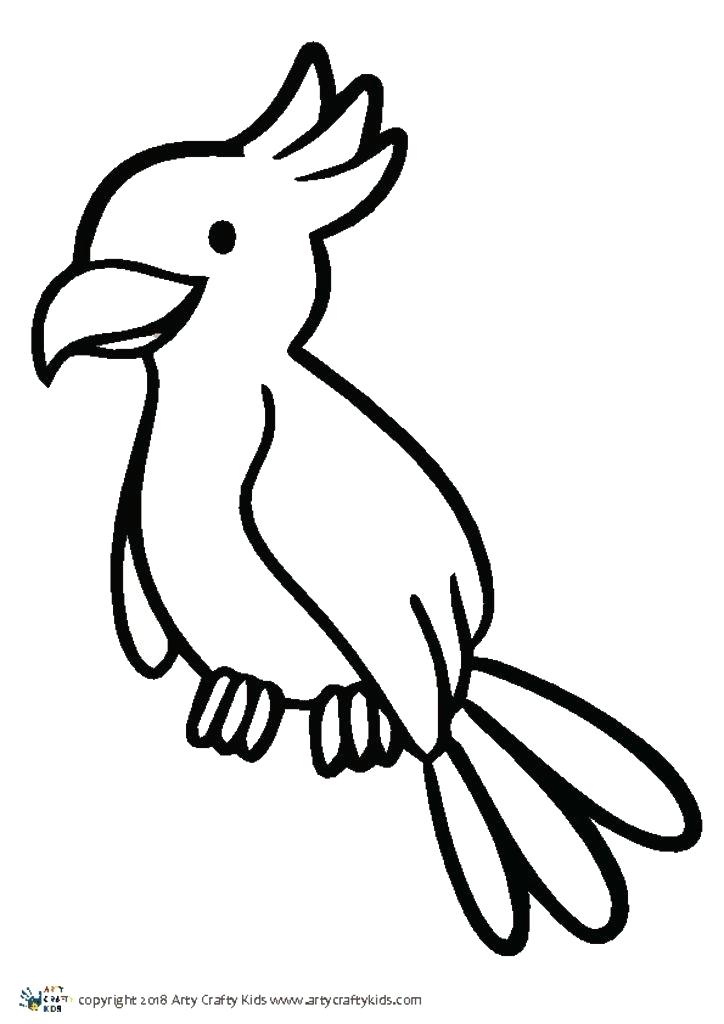 724x1024 Parrot Outline - Parrot Drawing Outline